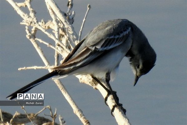 طبیعت زیبای بند ریگ فراشبند