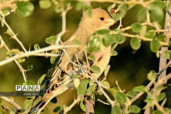 طبیعت زیبای بند ریگ فراشبند