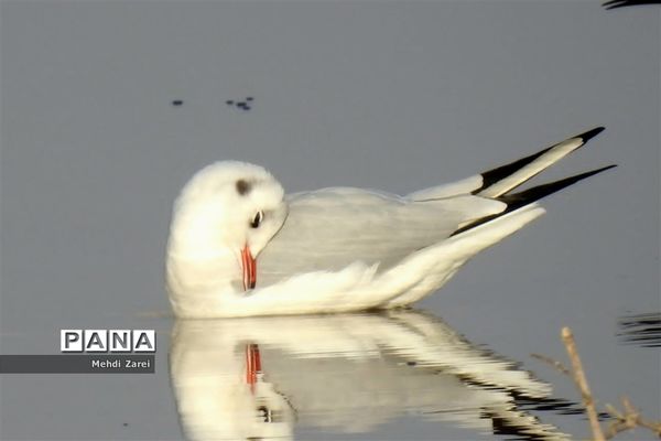 طبیعت زیبای بند ریگ فراشبند