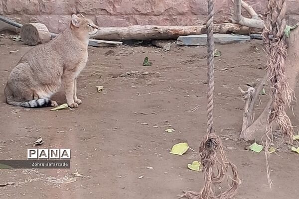 باغ وحش ارم در یک روز تعطیل  پاییزی