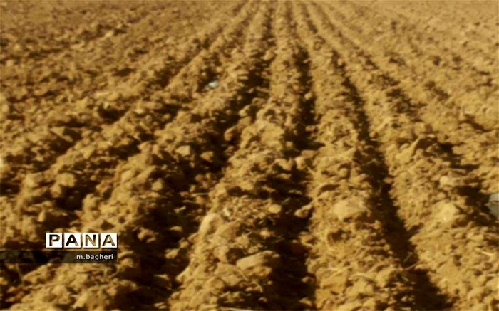 تولید ۵۲۰۰ کیلوگرم بذر پرورشی غلات دیم در کشور