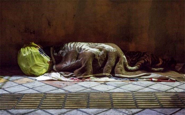 تا این لحظه گزارشی از مرگ هیچ کارتن‌خواب و بی‌خانمانی را نداشته‌ایم