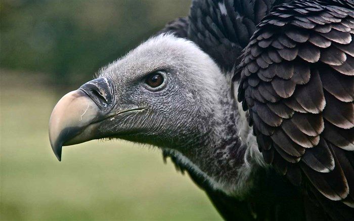 رهاسازی یک بهله کرکس در ارتفاعات قلعه ضحاک هشترود