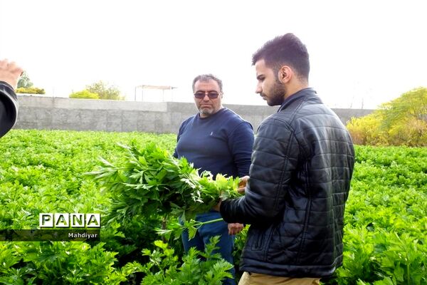 بازدید از مزرعه کرفس شهر جوادآباد
