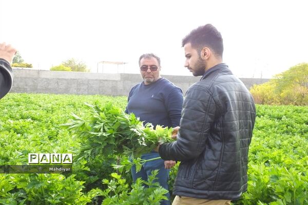 بازدید از مزرعه کرفس شهر جوادآباد