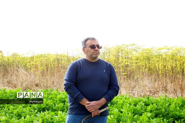 بازدید از مزرعه کرفس شهر جوادآباد