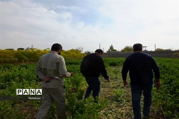 بازدید از مزرعه کرفس شهر جوادآباد