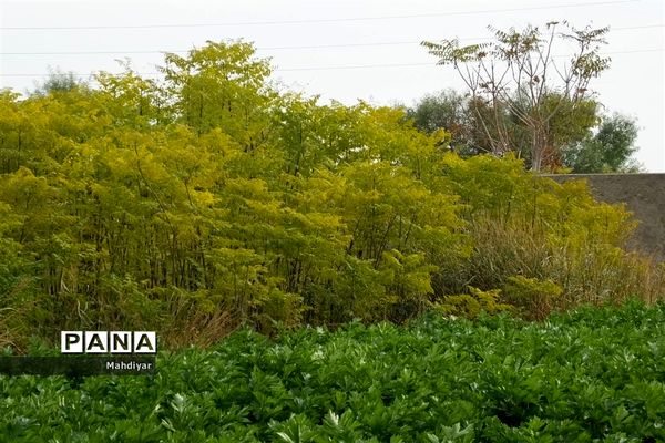 بازدید از مزرعه کرفس شهر جوادآباد