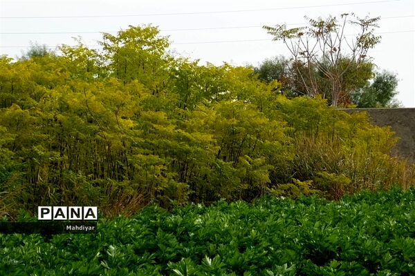 بازدید از مزرعه کرفس شهر جوادآباد