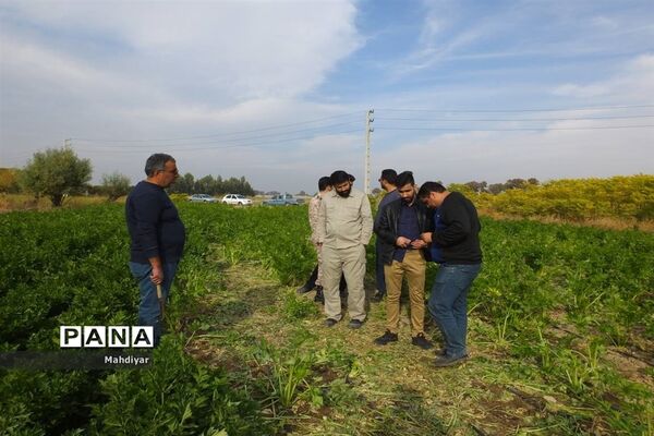 بازدید از مزرعه کرفس شهر جوادآباد