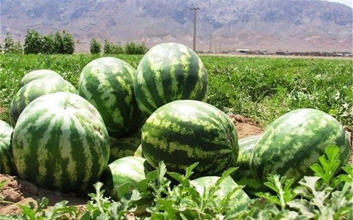 مصرف هندوانه در شب یلدا ۱۰۰ تا ۱۱۰ هزار تن برآورد شد