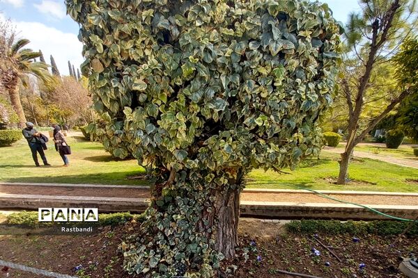 آشنایی‌ با باغ ارم شیراز