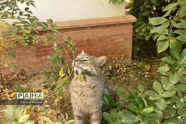 طبیعت زمستانی محمود‌آباد