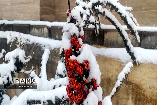 بارش برف زمستانی در پردیس