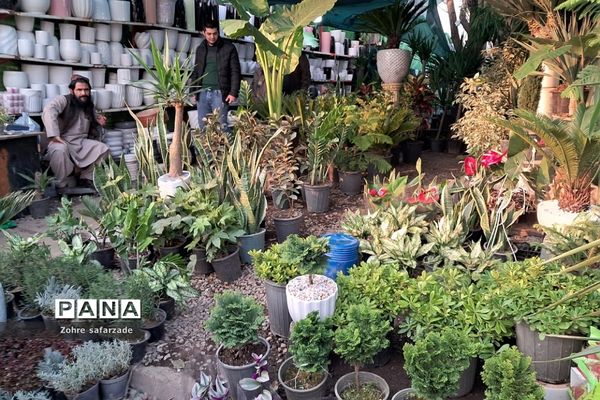 زیبایی‌های بازار گل محلاتی تهران