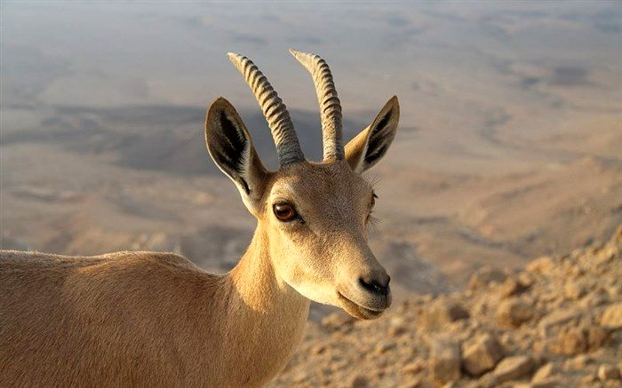 تصویربرداری از آهو در منطقه شکار ممنوع کوه سفید دماوند + فیلم