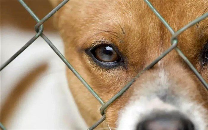 سگ‌های خانگی نجات‌گر می‌شوند