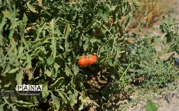عوارض صادراتی گوجه فرنگی تمدید شد