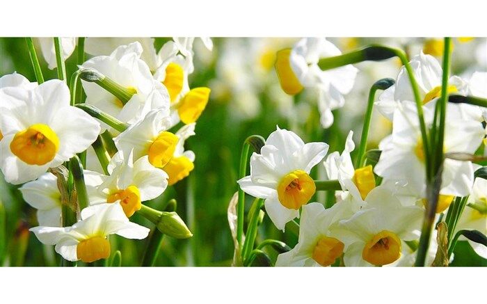 جشنواره گل نرگس در خوسف برگزار می‌شود