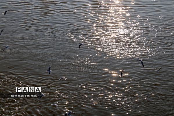 کارون؛ میزبان مهاجران مدیترانه‌ای