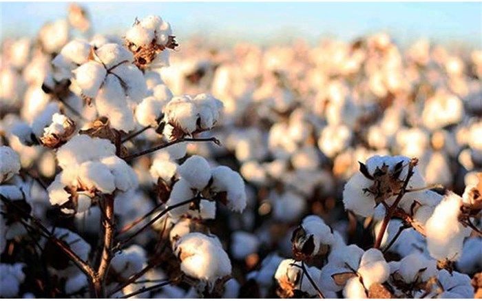 پرداخت ۱۵۰ میلیارد تومان از مطالبات پنبه‌کاران اردبیلی