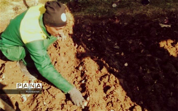 کاشت ده هزار پیاز لاله در منطقه ۱۳