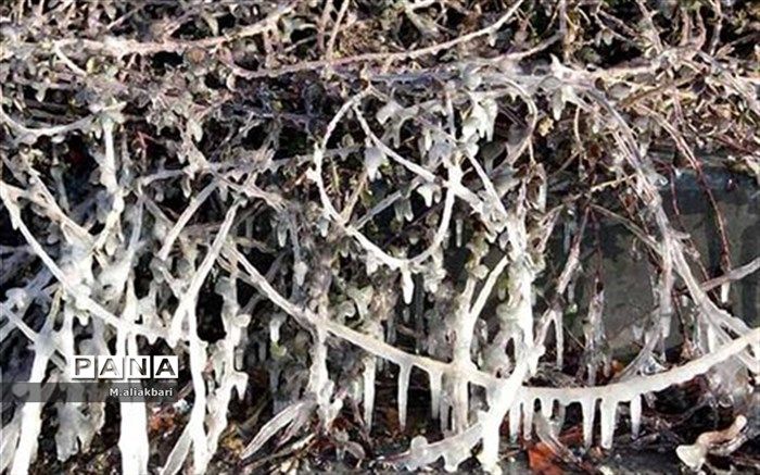 مدیریت بحران برای یخبندان و سرمای دوباره در تهران آماده‌باش اعلام کرد