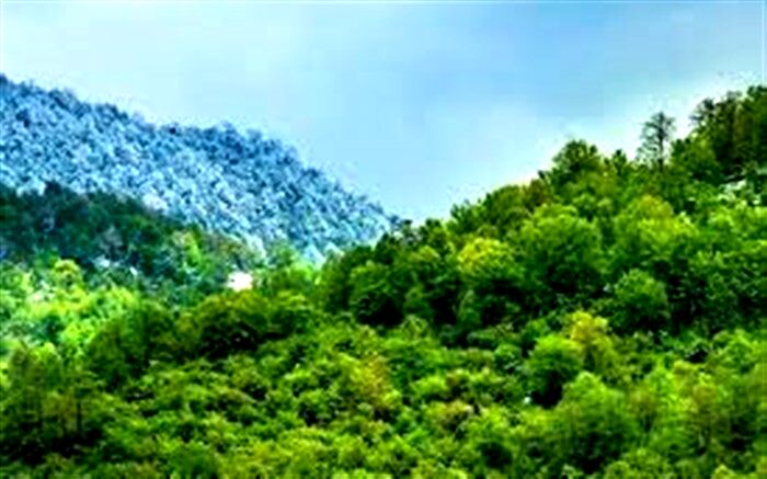 کمیته علمی ستاد مردمی «کاشت یک میلیارد درخت» تشکیل شد