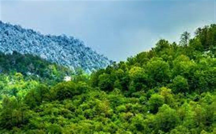 کمیته علمی ستاد مردمی «کاشت یک میلیارد درخت» تشکیل شد