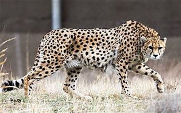 «کوشکی» بر اثر کهولت سن تلف شد