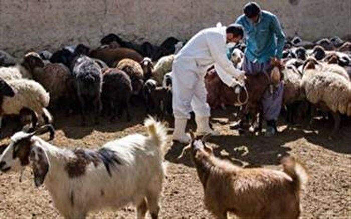 گروه‌های دامپزشکی به مناطق زلزله‌زده خوی اعزام شدند