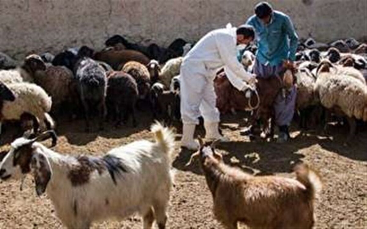 گروه‌های دامپزشکی به مناطق زلزله‌زده خوی اعزام شدند