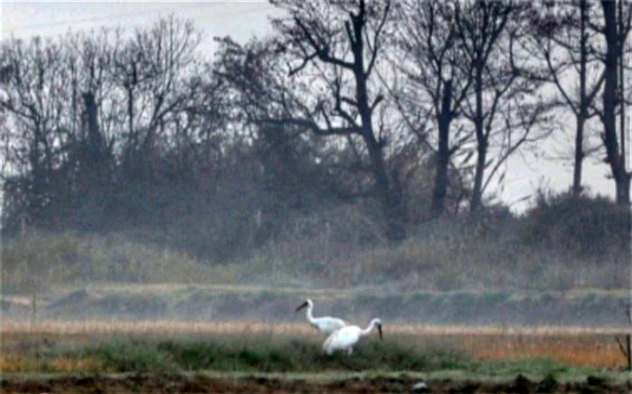 درنای «امید» و «آرزو» در مازندران به‌ هم رسیدند