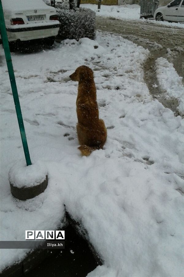 بارش سنگین برف در فارسان