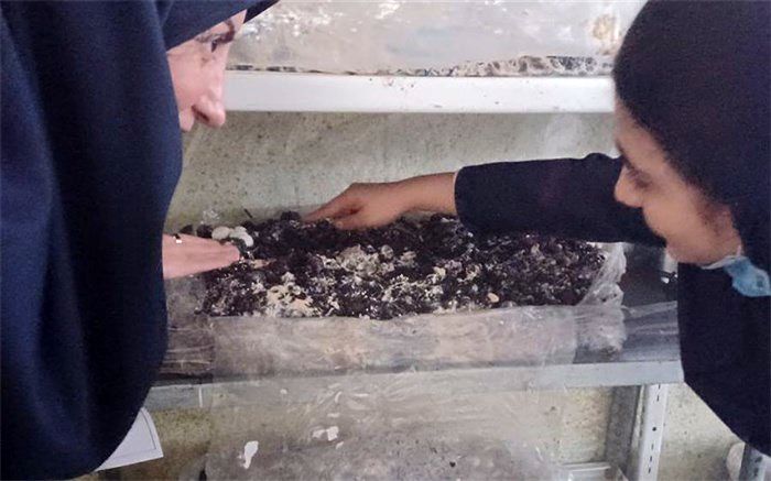 اجرای پروژه پرورش قارچ در دبیرستان فرزانگان شهرقدس به‌منظور آشنایی دانش‌آموزان با کارآفرینی