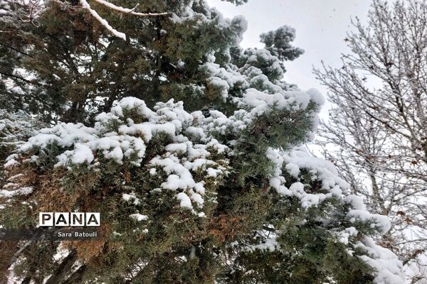 بارش شدید برف تهران را سفیدپوش کرد