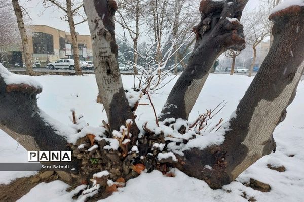 بارش شدید برف تهران را سفیدپوش کرد