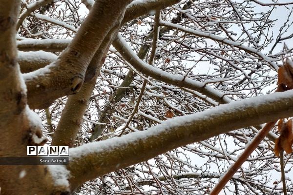 بارش شدید برف تهران را سفیدپوش کرد