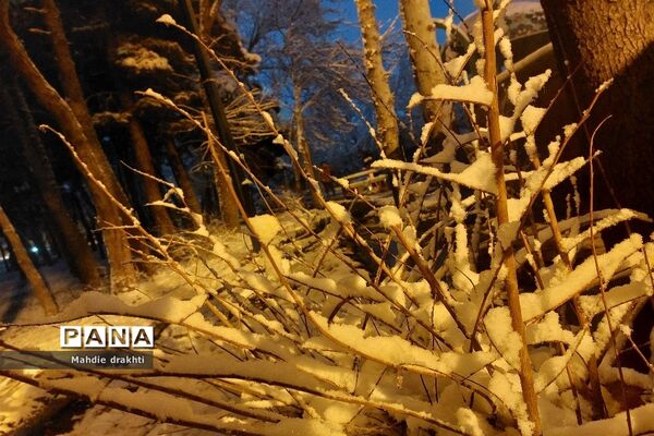 یک روز برفی در پارک جنگلی چیتگر