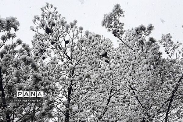 بارش برف زمستانی در فشافویه