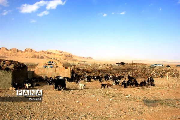 آغاز رزمایش جهادی دامپزشکی استان یزد در شهرستان ابرکوه