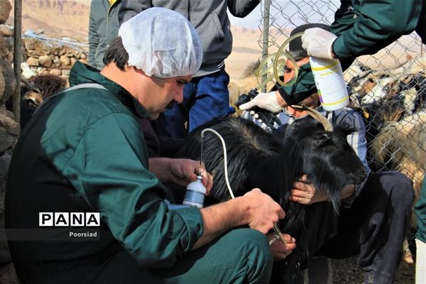 آغاز رزمایش جهادی دامپزشکی استان یزد در شهرستان ابرکوه