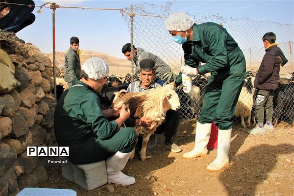 آغاز رزمایش جهادی دامپزشکی استان یزد در شهرستان ابرکوه