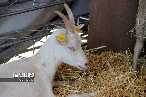 رویداد نمایشگاهی سازمان اقتصادی کوثردرنمایشگاه بین‌المللی تهران