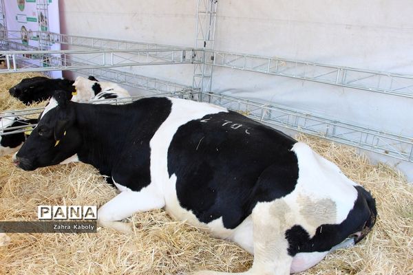 رویداد نمایشگاهی سازمان اقتصادی کوثردرنمایشگاه بین‌المللی تهران