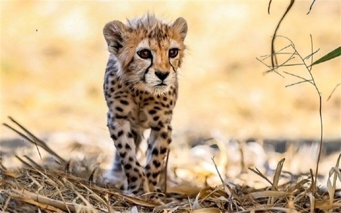 آخرین وضعیت سلامت «پیروز» توله یوز پارک پردیسان