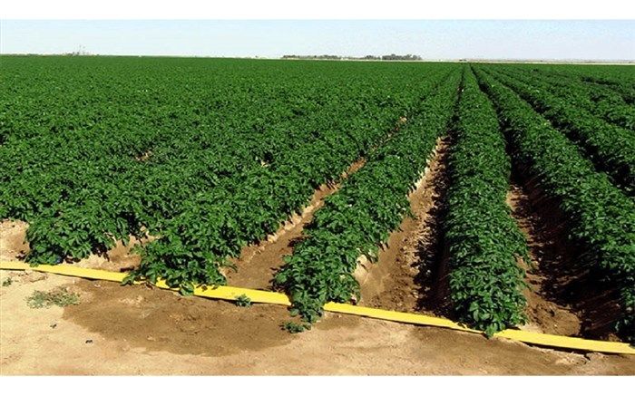 تجهیز ۹۰ درصد کشت سیب‌زمینی به سیستم آبیاری مدرن  در استان اردبیل