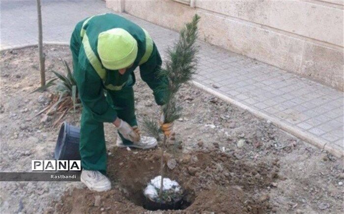 توسعه فضای سبز خانگی منطقه ۱۳ با کاشت نهال رایگان در منازل شهروندان