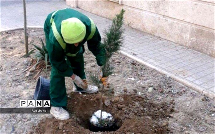 توسعه فضای سبز خانگی منطقه ۱۳ با کاشت نهال رایگان در منازل شهروندان