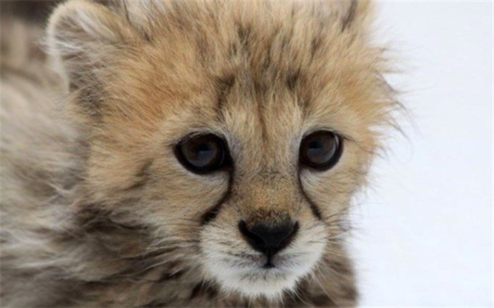 دیالیز «پسر ایران» آغاز شد